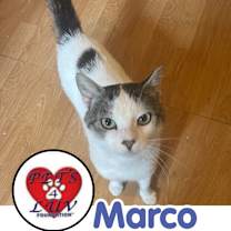 Thumbnail photo of Marco #1