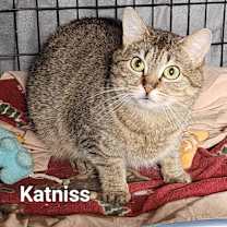 Thumbnail photo of Katniss #1