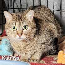 Thumbnail photo of Katniss #2