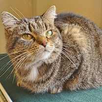 Thumbnail photo of Missy #4