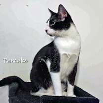 Thumbnail photo of Pancake #1