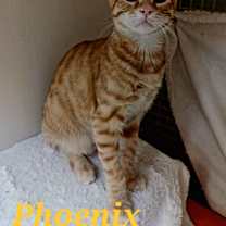 Thumbnail photo of Phoenix #2