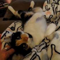Thumbnail photo of Punkin Pie #1