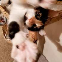 Thumbnail photo of Punkin Pie #2