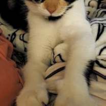 Thumbnail photo of Punkin Pie #3