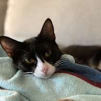 Thumbnail photo of Goofy #1