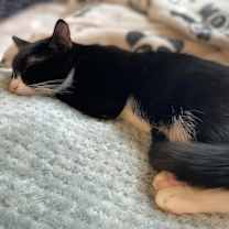 Thumbnail photo of Goofy #3