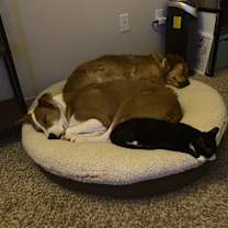 Thumbnail photo of Goofy #4