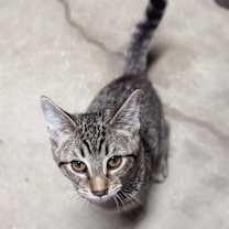 Thumbnail photo of Boragard #2