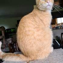 Thumbnail photo of MacGyver #2