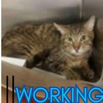 Thumbnail photo of Scorpion #1