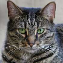 Thumbnail photo of Posey #1