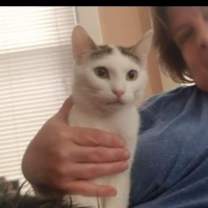 adopt-pet