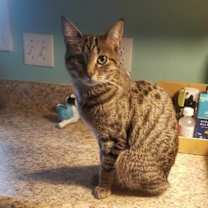 Thumbnail photo of Pixie #1