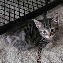 Thumbnail photo of Pixie #3