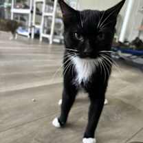 Thumbnail photo of Fig #1