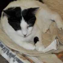 Thumbnail photo of Romeo #3