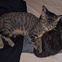 Thumbnail photo of Reilin #2