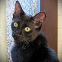 Thumbnail photo of Orbit #1