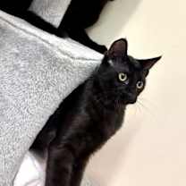 Thumbnail photo of Orbit #3