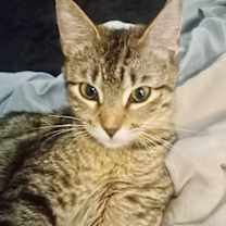 Thumbnail photo of Unicorn #1