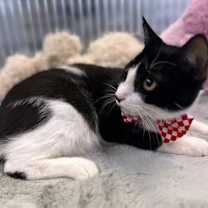 Thumbnail photo of Kitzo #2