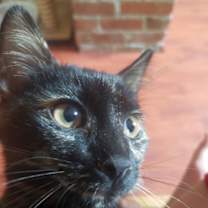 Thumbnail photo of Hermione (& Lucas) #1