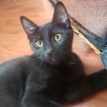 Thumbnail photo of Hermione (& Lucas) #2