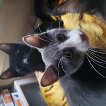 Thumbnail photo of Hermione (& Lucas) #3