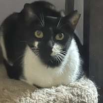 Thumbnail photo of Funny Face #1