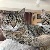 Thumbnail photo of Leo #3