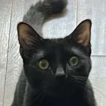 Thumbnail photo of Salem 4512 #1