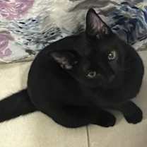 Thumbnail photo of Salem 4512 #2