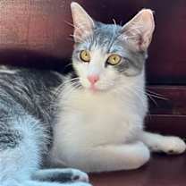 Thumbnail photo of Amaretto #1