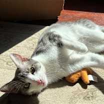 Thumbnail photo of Amaretto #2