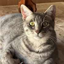Thumbnail photo of Kahlua #1