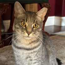 Thumbnail photo of Kahlua #2