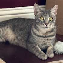 Thumbnail photo of Kahlua #3