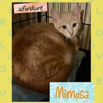 Thumbnail photo of Mimosa #2