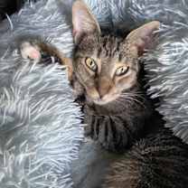 Thumbnail photo of Dax #1