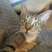 Thumbnail photo of Dax #2