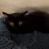 Thumbnail photo of Dahlia #2