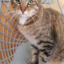 Thumbnail photo of Green Eyes #3