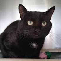 Thumbnail photo of Marlie 4204C #3