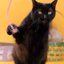 Thumbnail photo of Cola 4240C #2