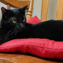 Thumbnail photo of Cola 4240C #4