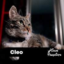 Thumbnail photo of Cleo #1