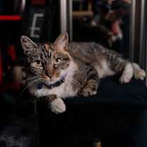 Thumbnail photo of Cleo #2