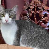 Thumbnail photo of Amaretto #4