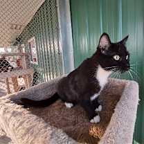 Thumbnail photo of Dona #3